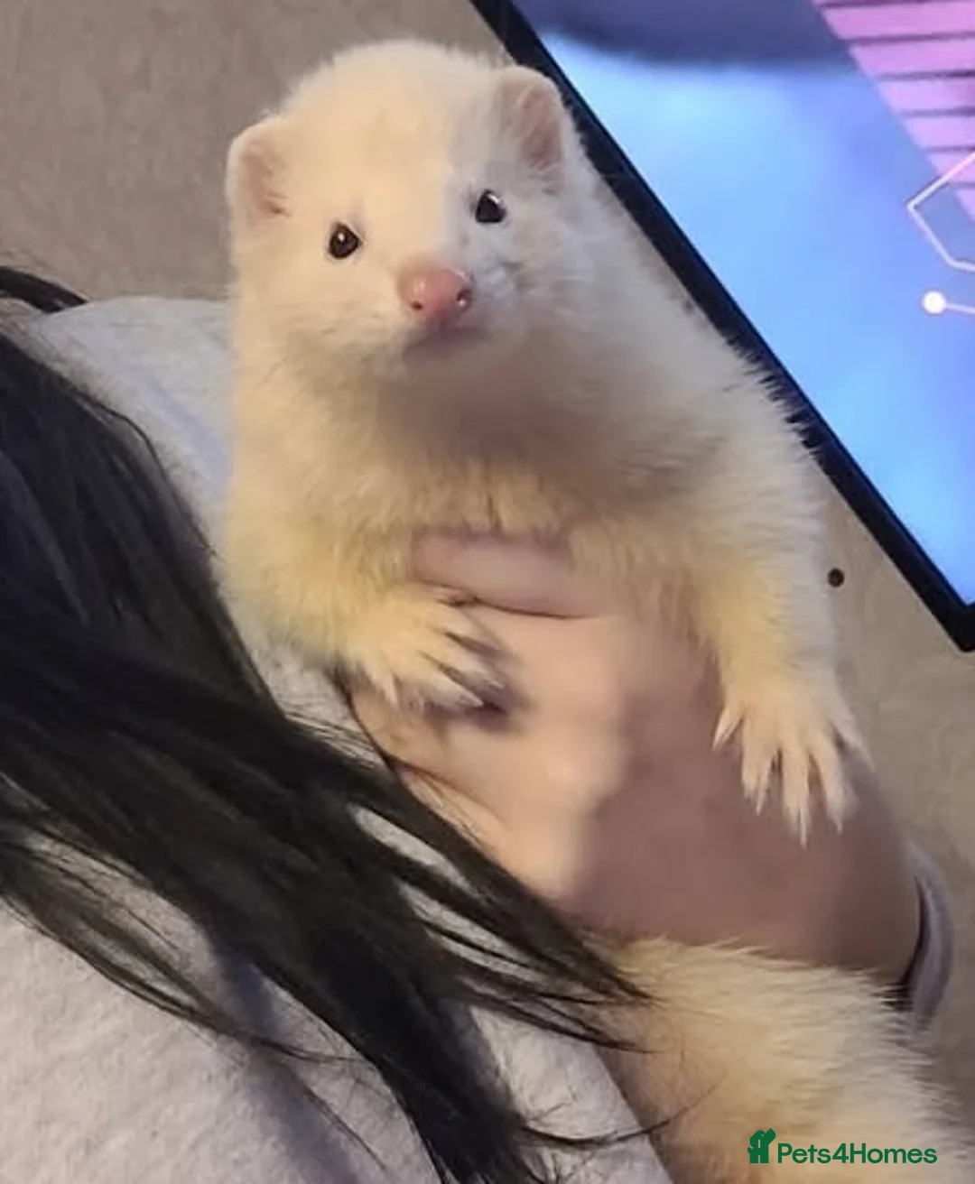 Ferret rodents for sale: Albert the male ferret  in Bridport - Advert 1