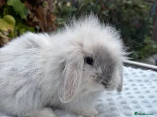 Mixed Breed rabbits Mini lops cross lion head rabbits - Advert 7