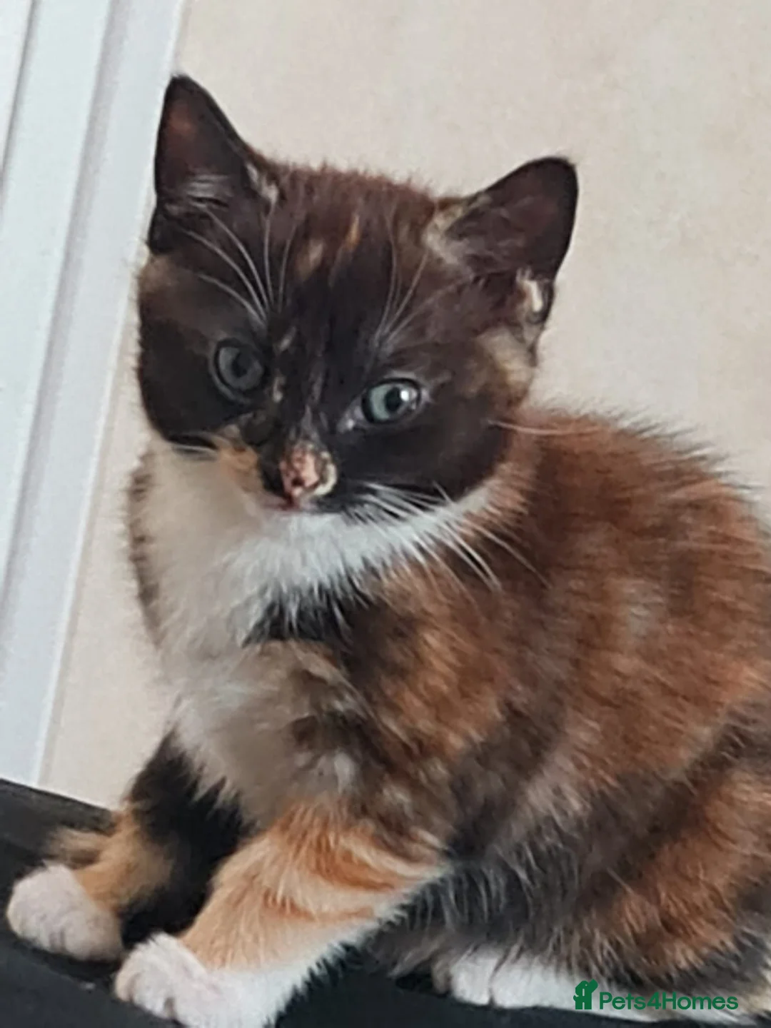 Mixed Breed cats for sale: TWO KITTEN LOOKING FOR NEW HOME in South Ockendon - Advert 2