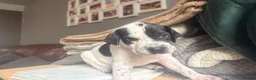 Pointer dogs for sale: Gorgeous English Pointer Puppies - Advert 18