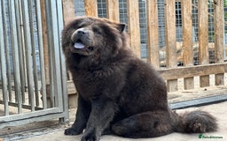 Chow Chow dogs for sale: Blue Chow Chow Female - Image 2