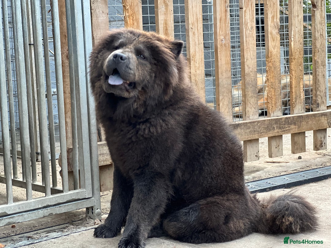 Chow Chow dogs for sale: Blue Chow Chow Female - Image 2