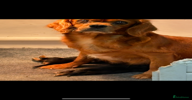 Cavalier King Charles Spaniel dogs - Advert 7