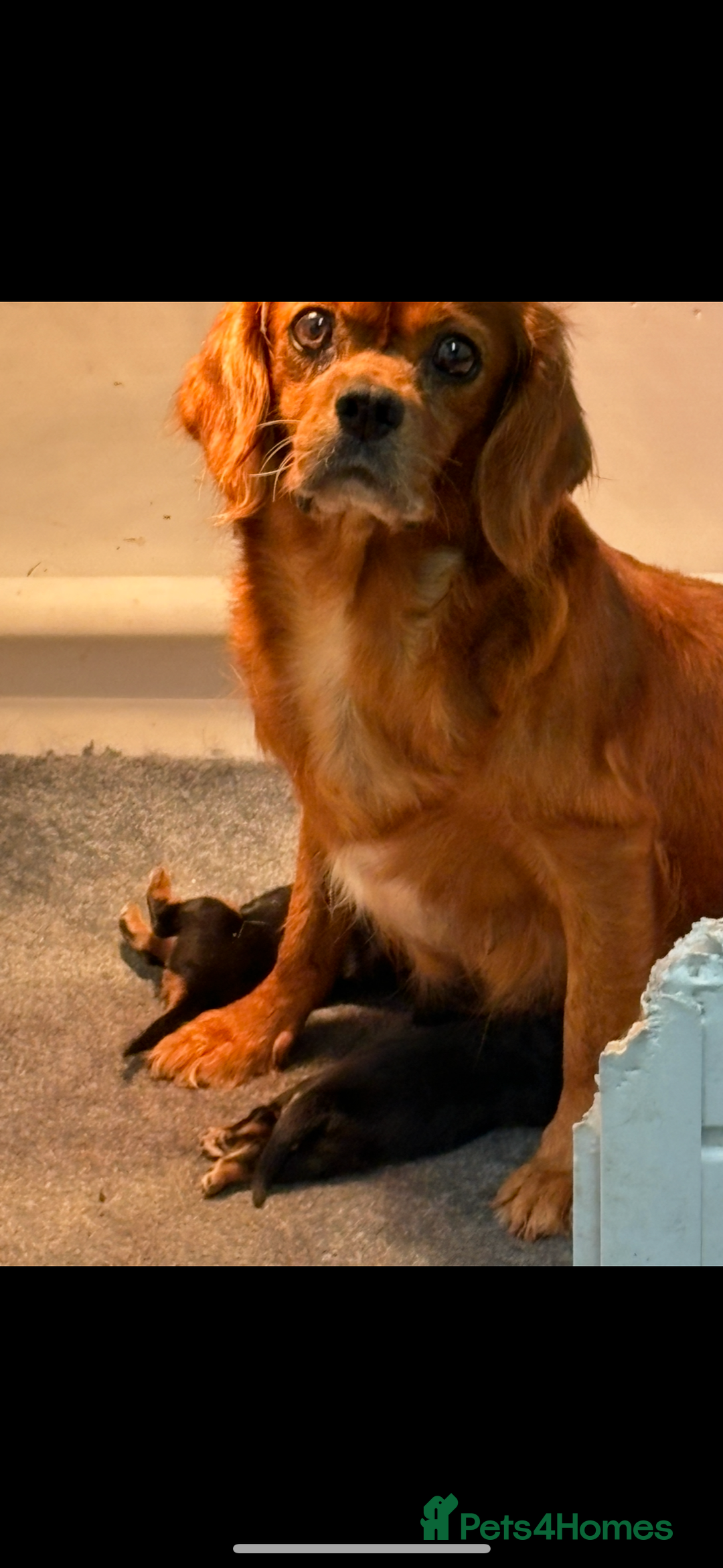 Cavalier King Charles Spaniel dogs for sale: Health tested cavalier King Charles spaniel pups  - Image 10
