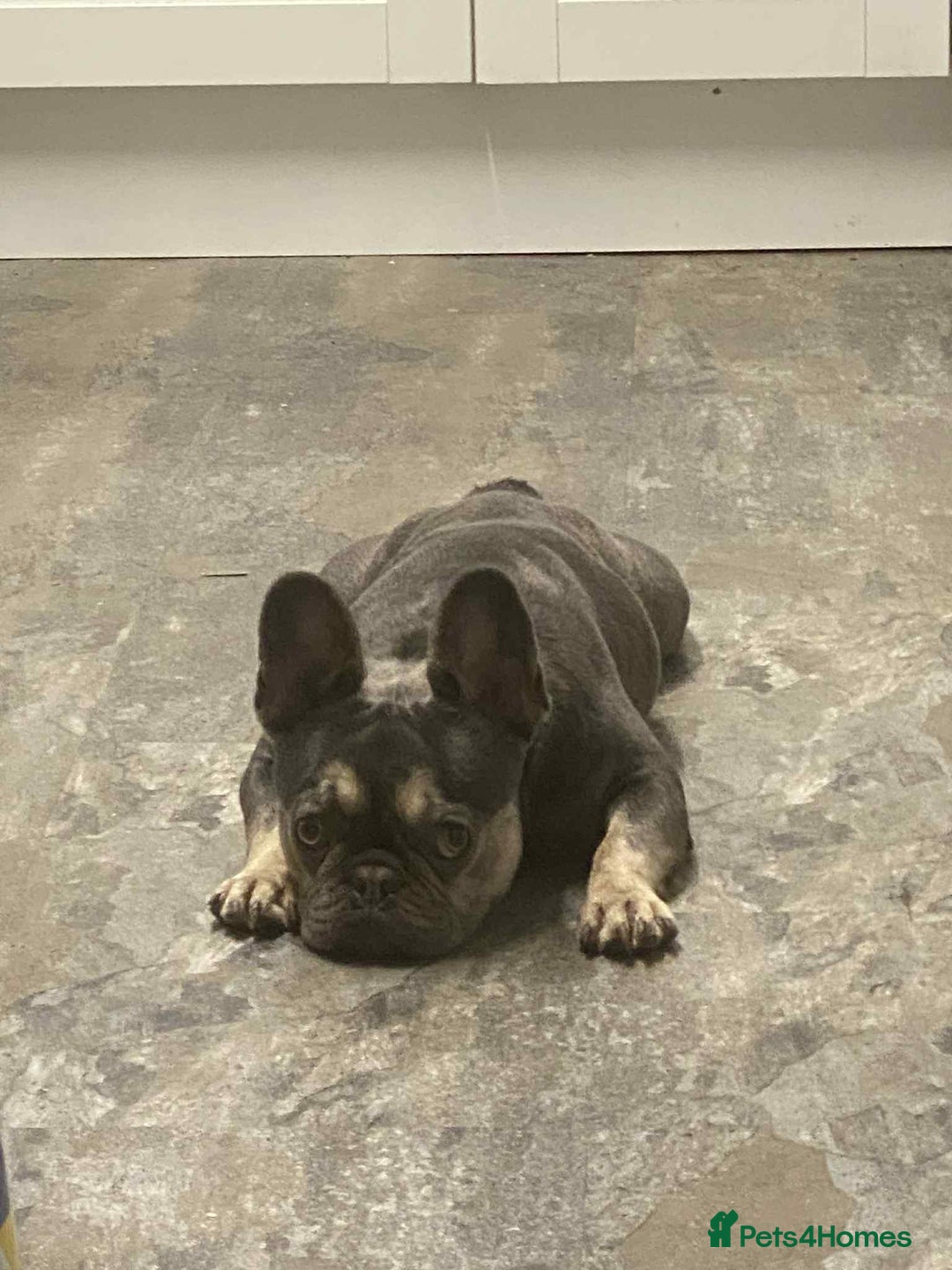 French Bulldog dogs for sale: French bulldog - Advert 3