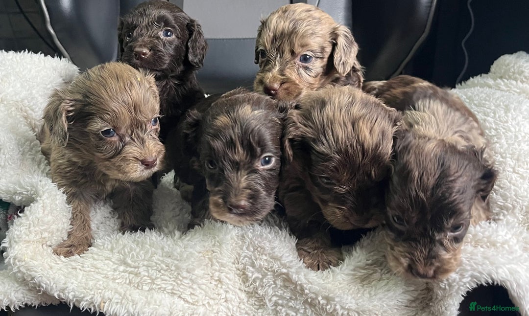 Cockapoo dogs for sale: GORGEOUS F1 MERLE COCKAPOOS HEALTH TESTED PARENTS - Image 1