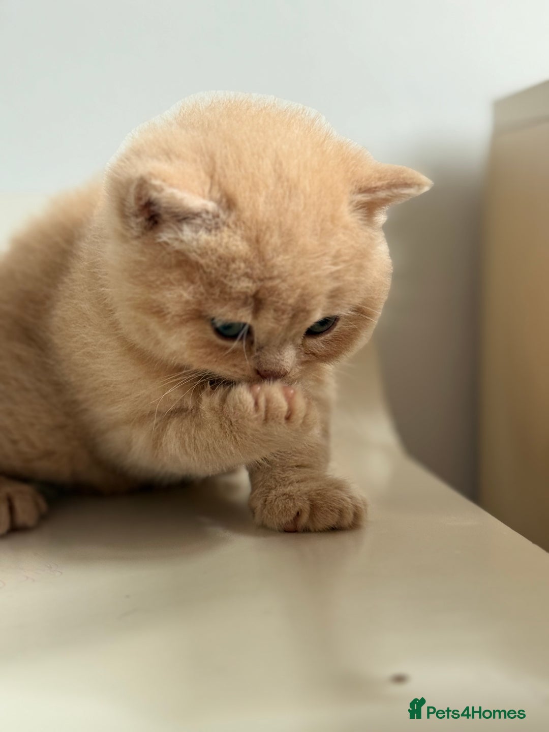 Scottish Fold cats for sale: Adorable 2 Scottish Fold and 1 Scottish straight  - Image 7