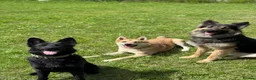 German Shepherd dogs for sale: Working line GSD  - Advert 3