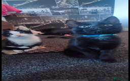 Mixed Breed cats for sale: Gorgeous kittens, 1 male, 1 female - Advert 13