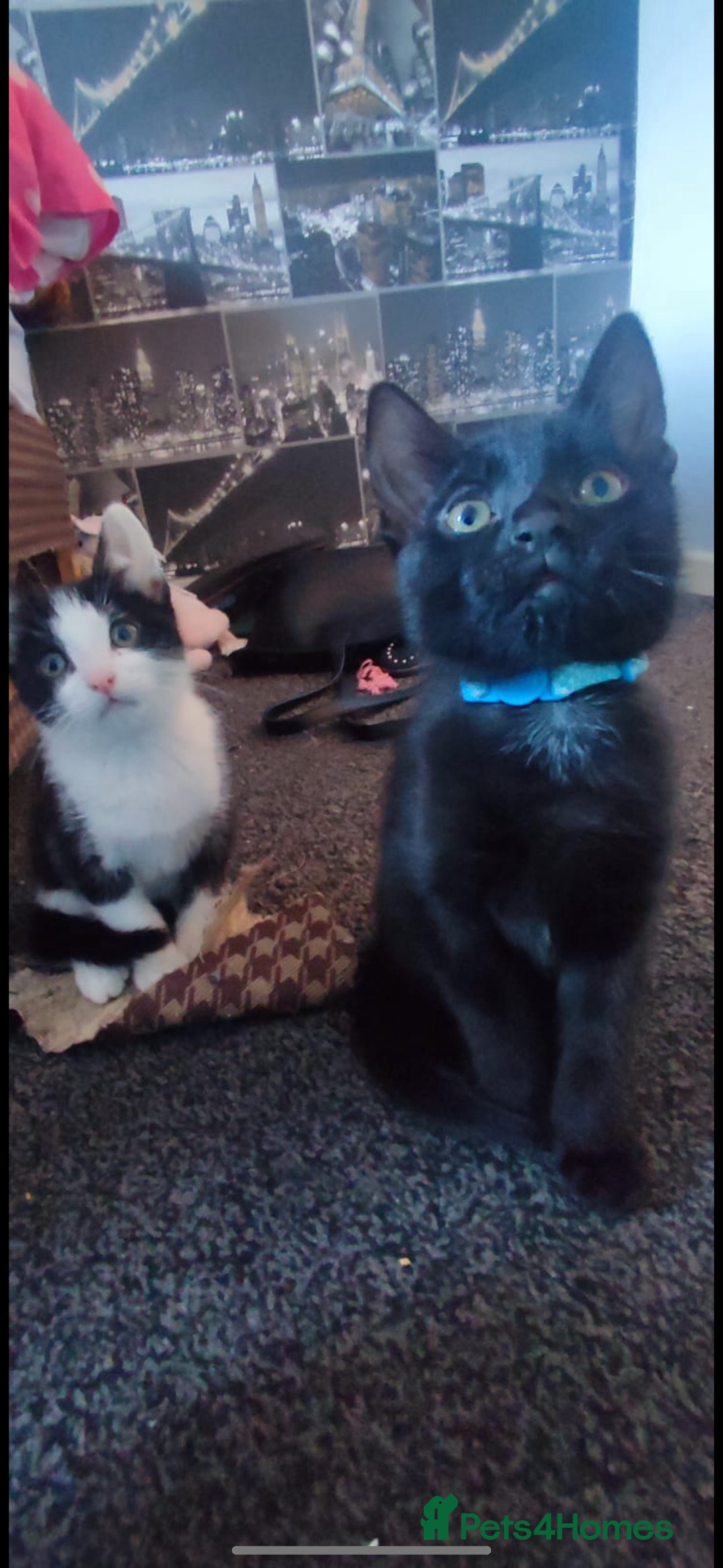 Mixed Breed cats for sale: Gorgeous kittens, 1 male, 1 female - Advert 13