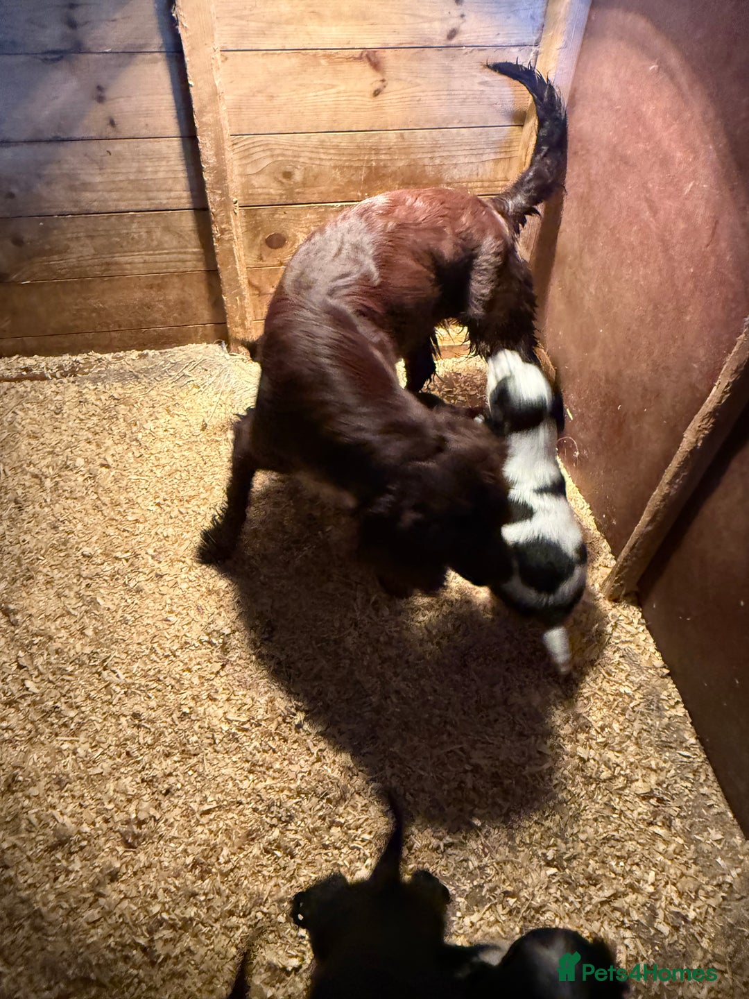 Sprocker dogs for sale: 6 Beautiful puppies  - Advert 7