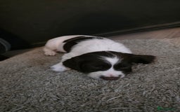 English Springer Spaniel dogs for sale: English Springer Spaniel Puppies - Image 9