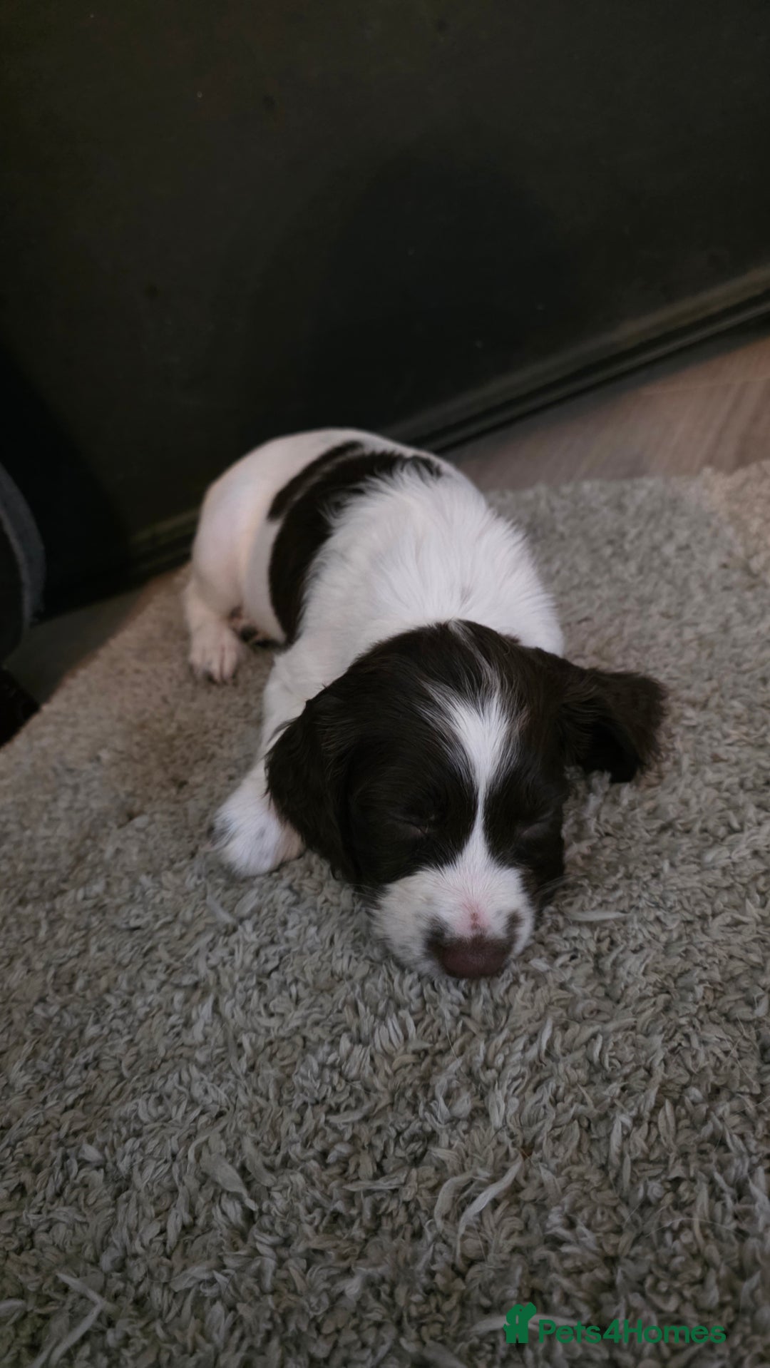 English Springer Spaniel dogs for sale: English Springer Spaniel Puppies - Image 9