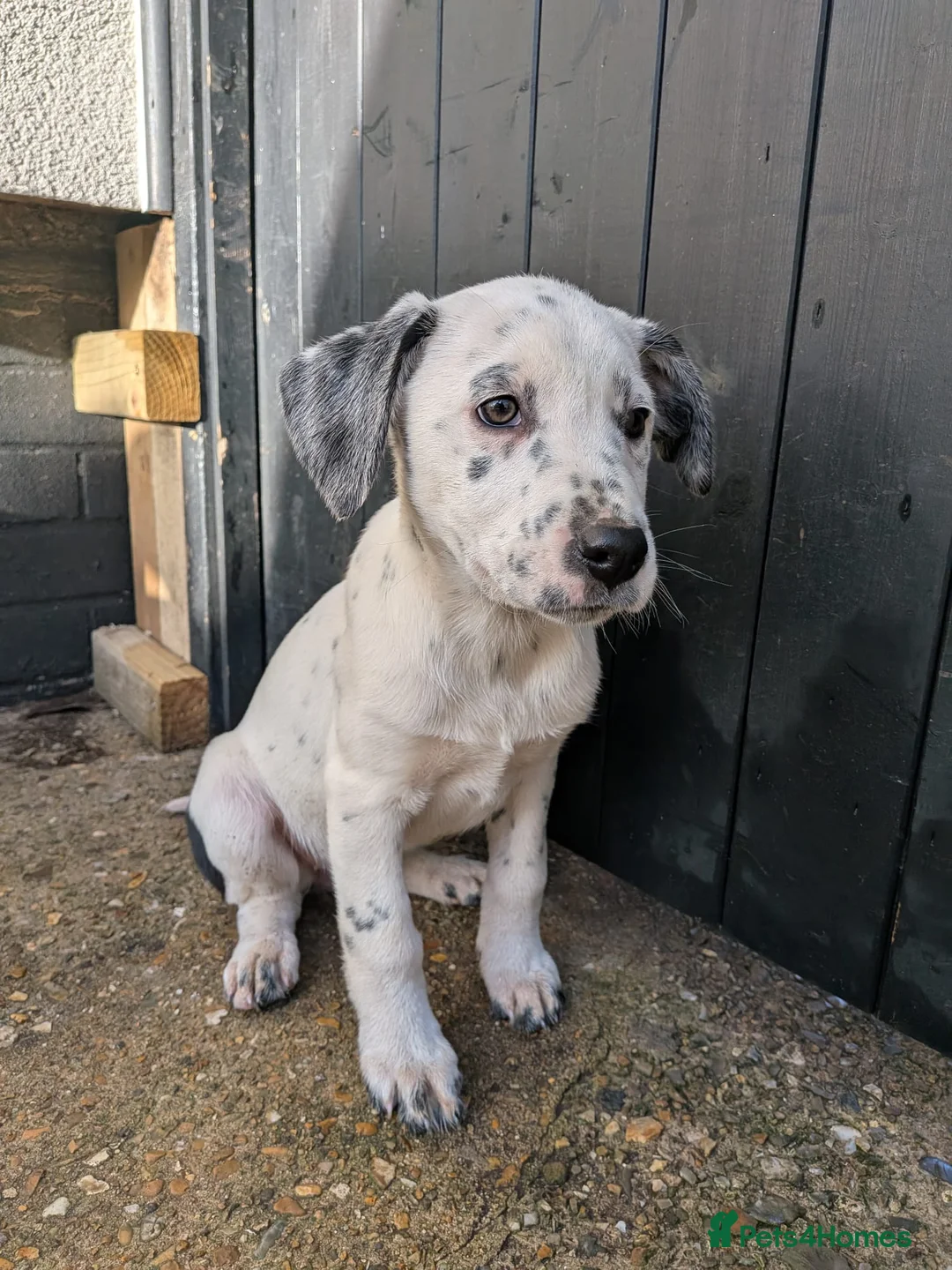 Mixed Breed dogs for sale: Beautiful Collie x Dalmatian Puppies - Advert 3