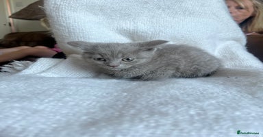British Shorthair cats - Advert 7