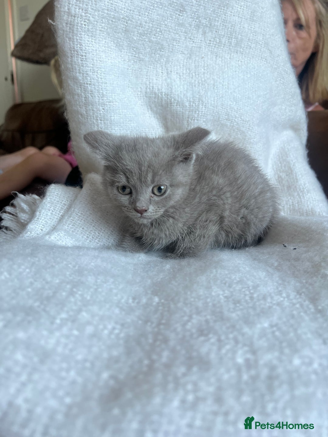 British Shorthair cats for sale: British blue kittens  - Image 3
