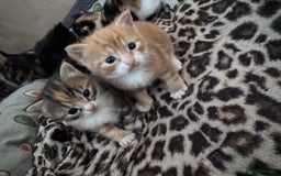 Bengal cats for sale: Beautifull kittens for sale - Image 23