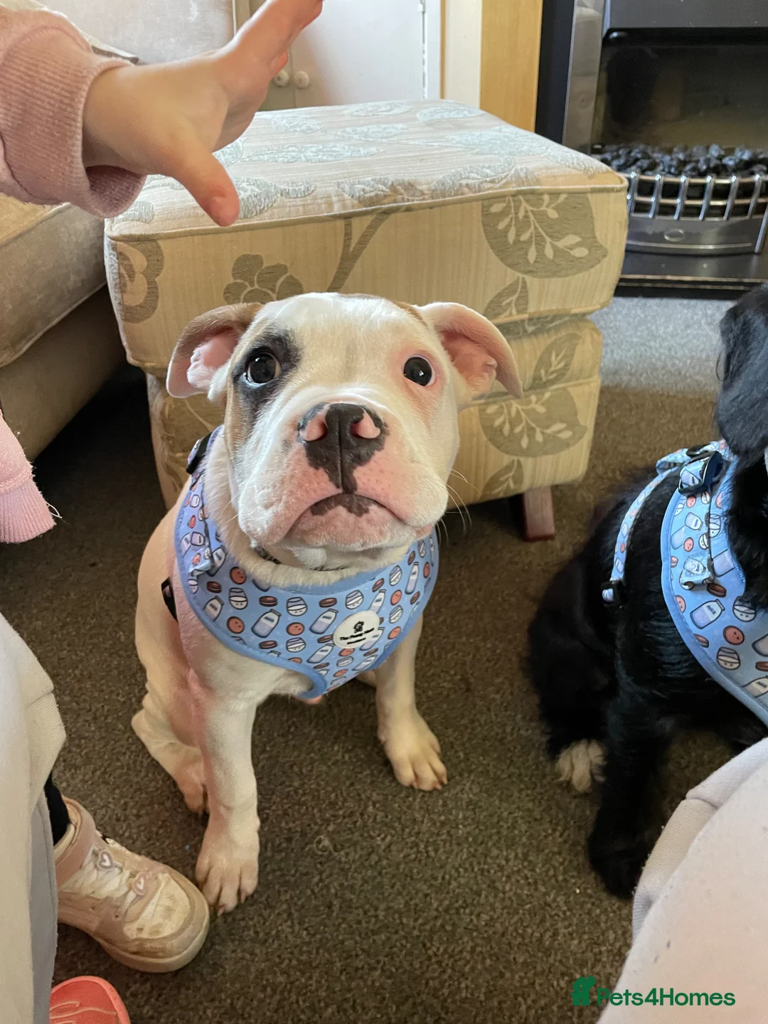 Mixed Breed dogs for sale: Casper the American bully  in Northampton - Advert 7