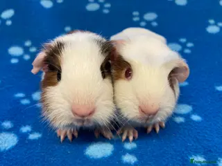 Guinea Pig rodents Baby guinea pig brothers ready to leave soon - Advert 6