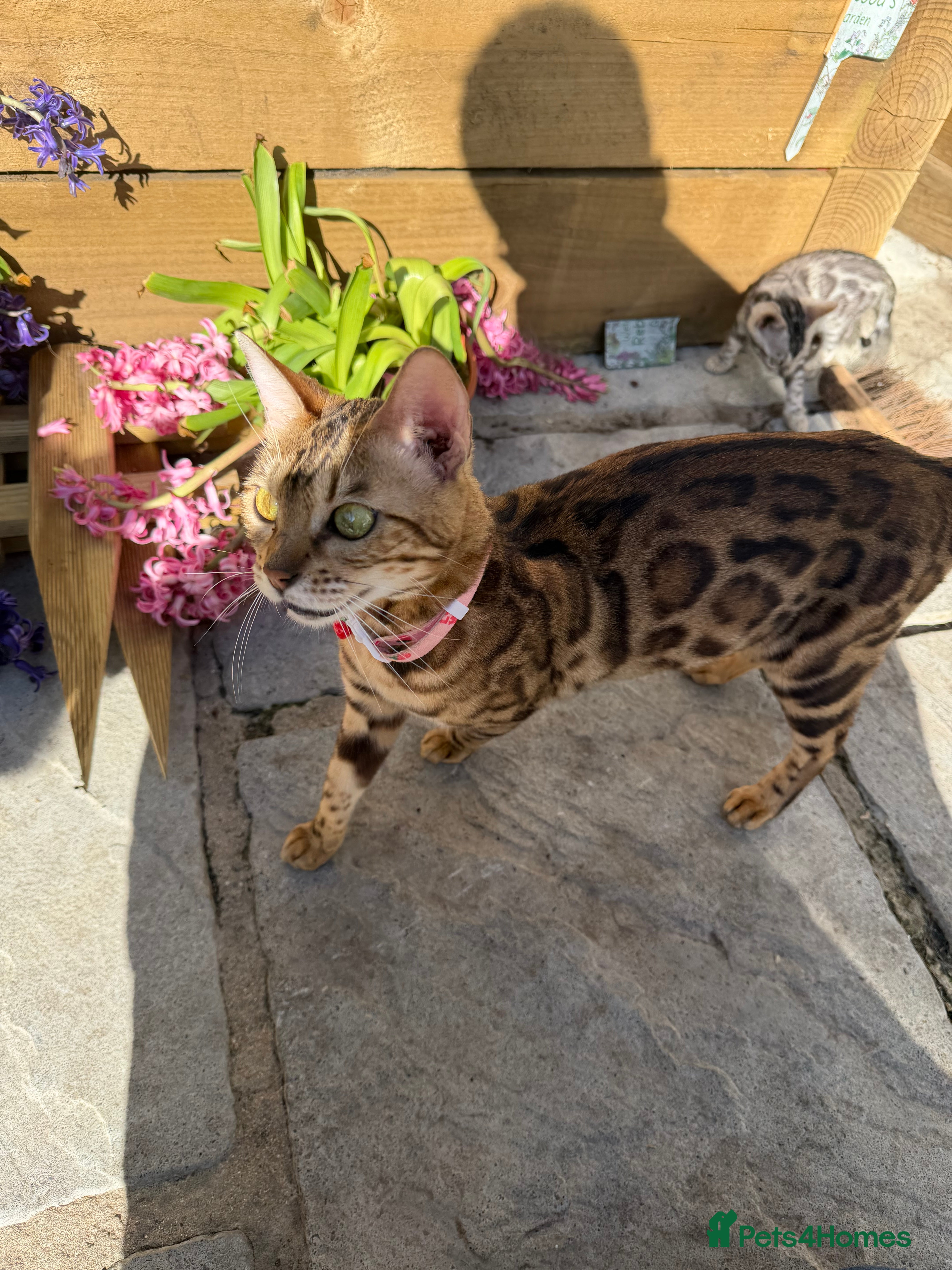Bengal cats BEAUTIFUL BENGAL KITTENS FOR SALE- READY 03/04/26 - Advert 3
