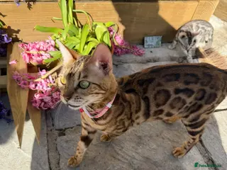 Bengal cats BEAUTIFUL BENGAL KITTENS FOR SALE- READY 03/04/26 - Advert 3