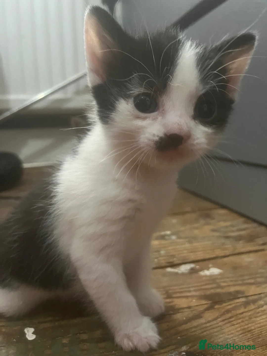 Mixed Breed cats for sale: Kittens for sale in Leigh-on-Sea - Advert 2