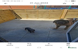 Mastiff dogs for sale: Lovable old English mastiff for rehoming - Image 3