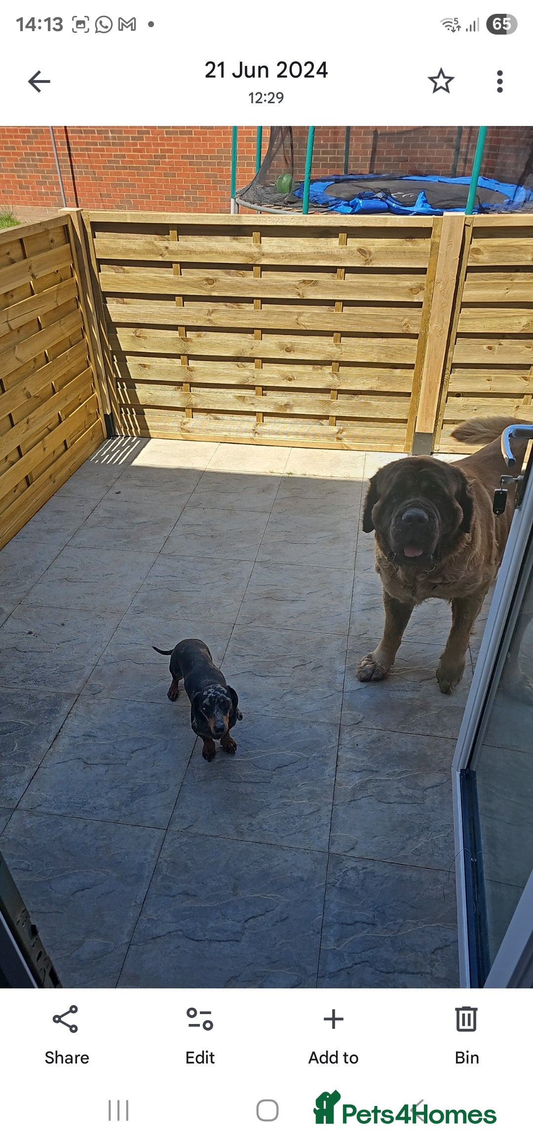 Mastiff dogs for sale: Lovable old English mastiff for rehoming - Image 3