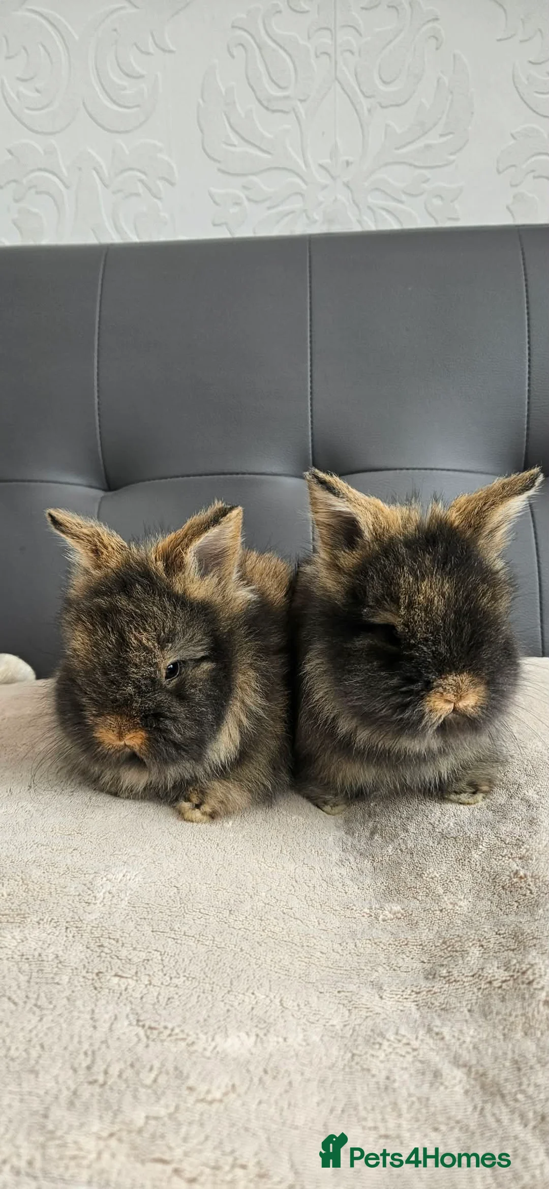Lionhead rabbits for sale: 🐰 Beautiful Double Maned Lionhead Bunnies  - Advert 2