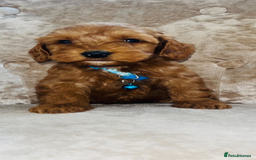 Cockapoo dogs for sale: Miniature toy cockapoos - Image 3