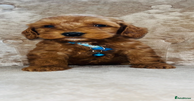 Cockapoo dogs - Advert 2