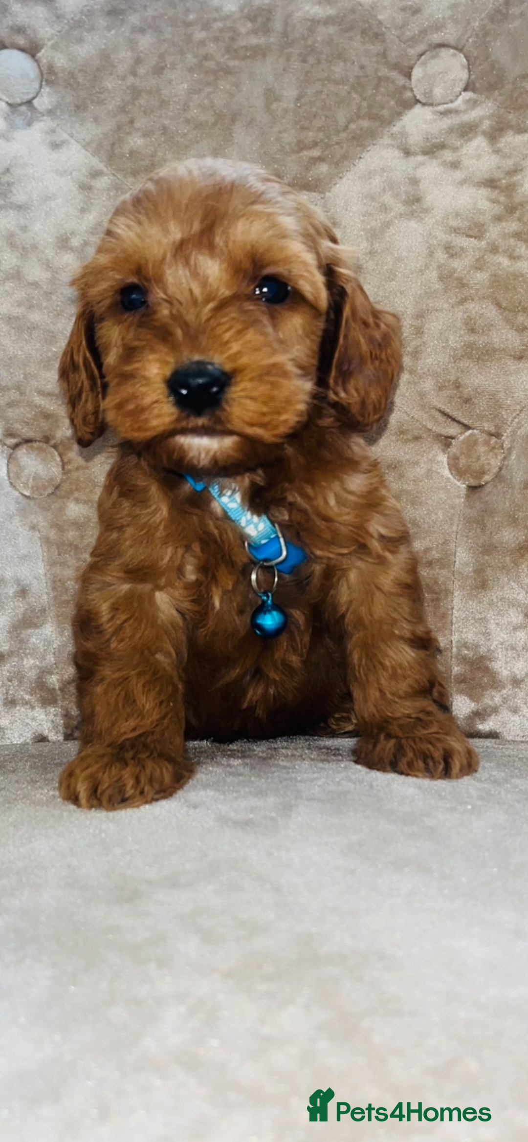 Cockapoo dogs for sale: Miniature toy cockapoos - Image 3