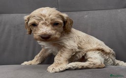 Cockapoo dogs for sale: stunning cockapoo puppies  - Image 7