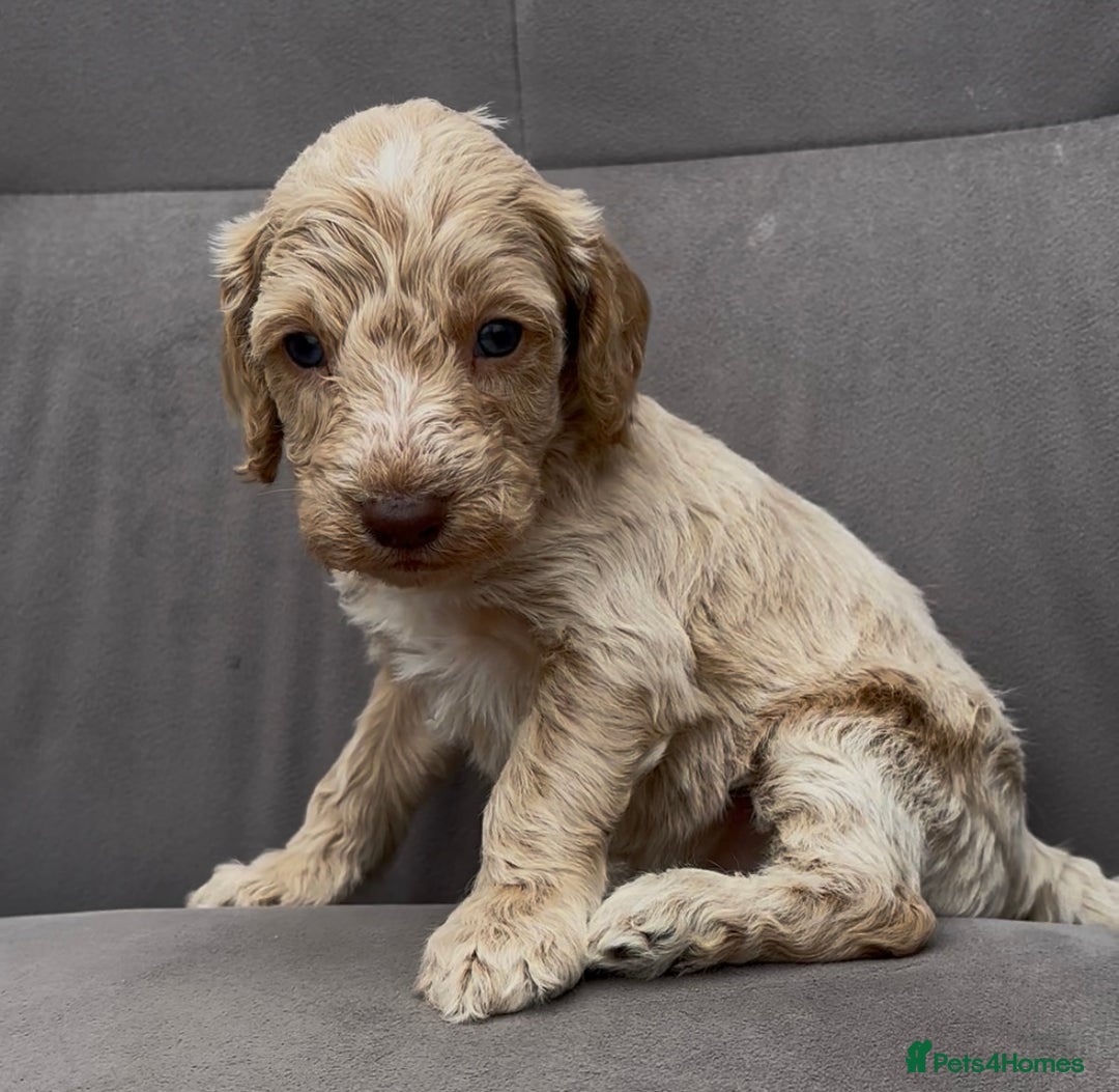 Cockapoo dogs for sale: stunning cockapoo puppies  - Image 7