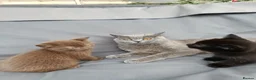 Mixed Breed cats for sale: Lovely kitchen  in Dagenham - Advert 4