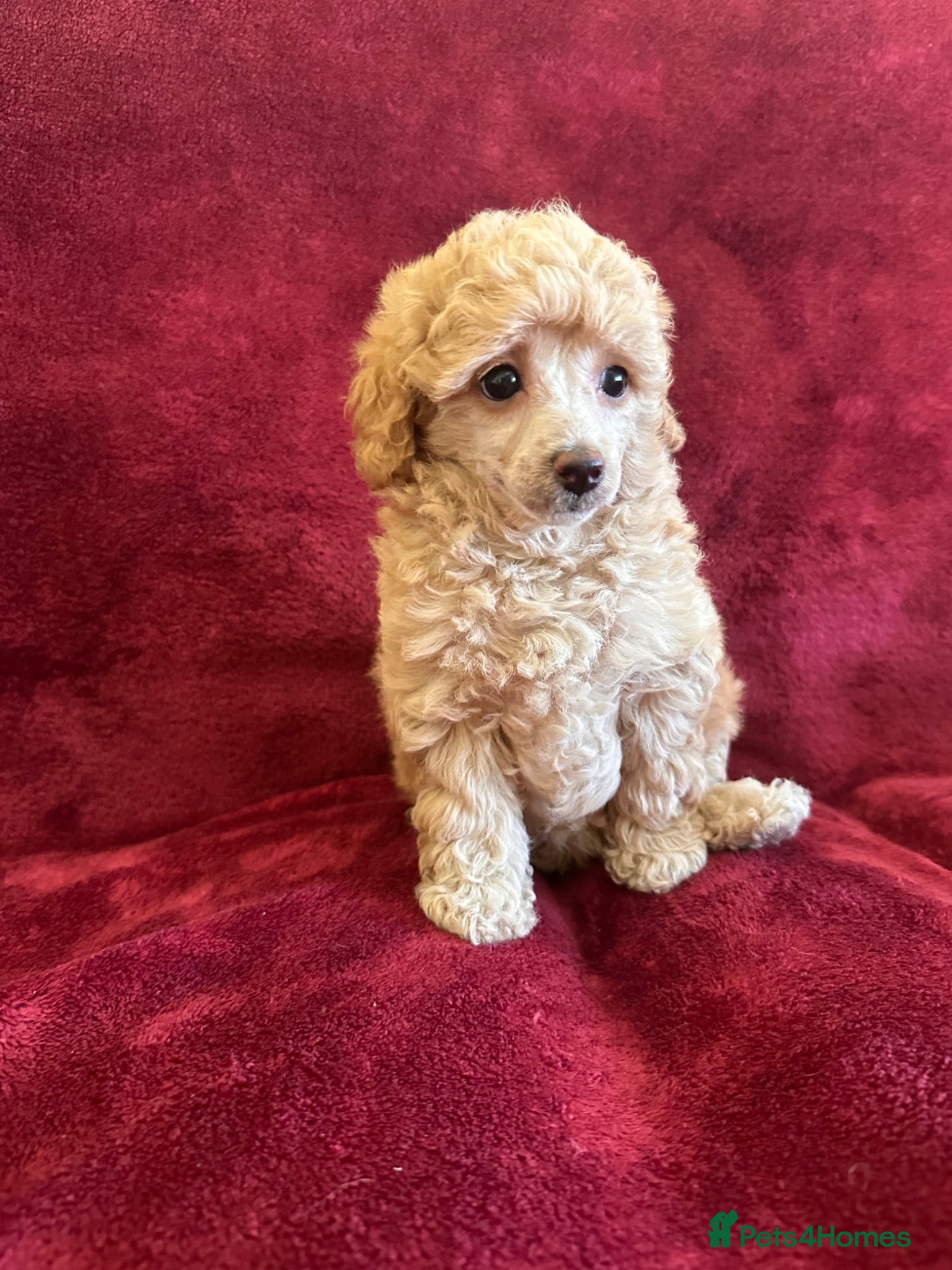 Toy Poodle dogs 🐩 extensively health tested Kc Toy poodle Puppies - Advert 1