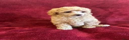 Toy Poodle dogs for sale: 🐩 extensively health tested Kc Toy poodle Puppies - Advert 2