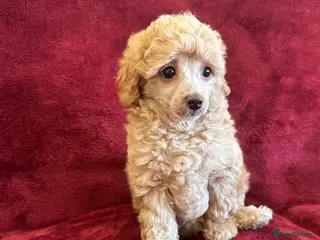 Toy Poodle dogs 🐩 extensively health tested Kc Toy poodle Puppies - Advert 1