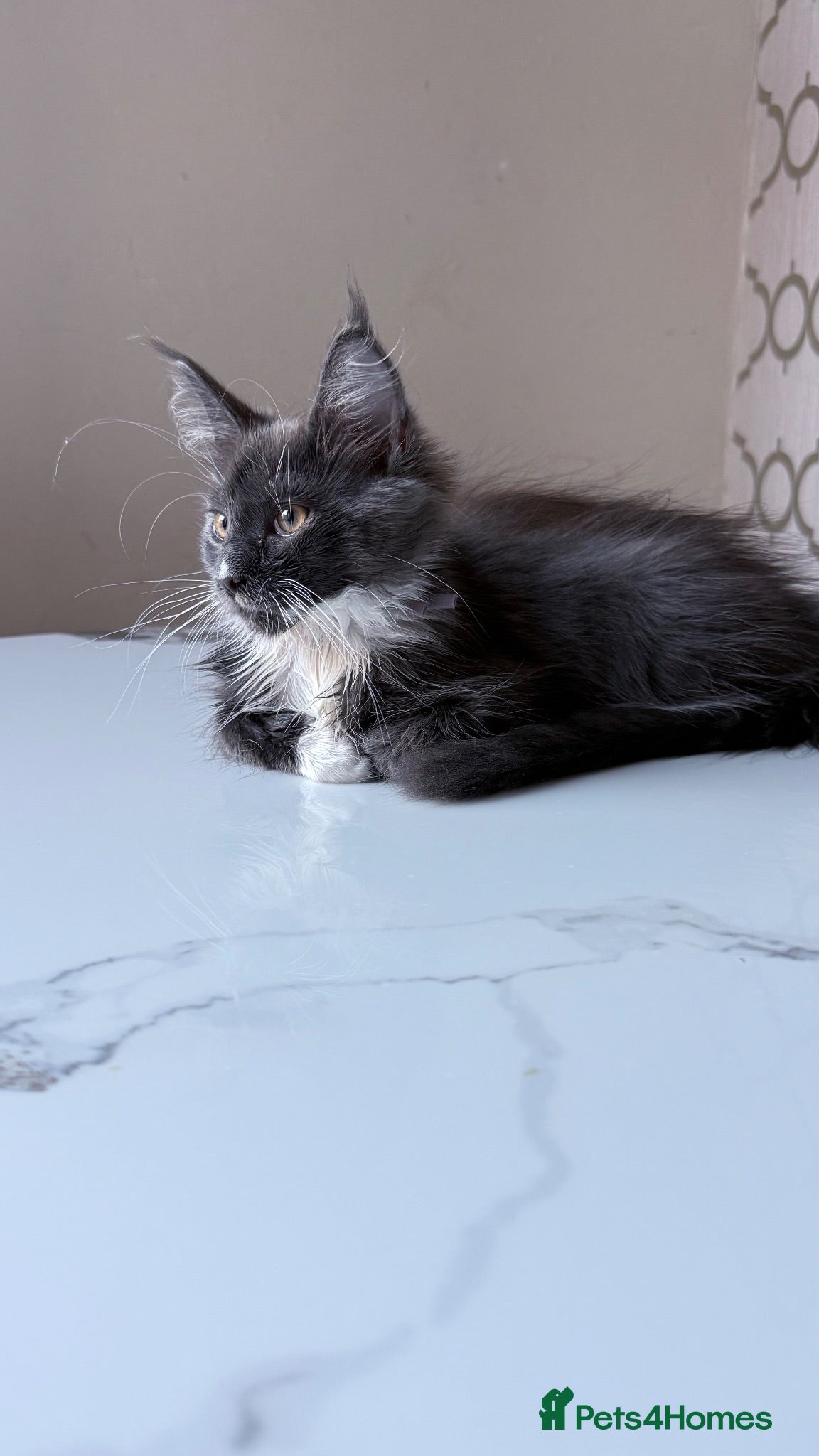 Maine Coon cats Licensed XXL Maine Coon kittens - Advert 3