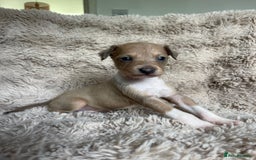 Mixed Breed dogs for sale: 3/4 Italian greyhound puppies  - Image 29