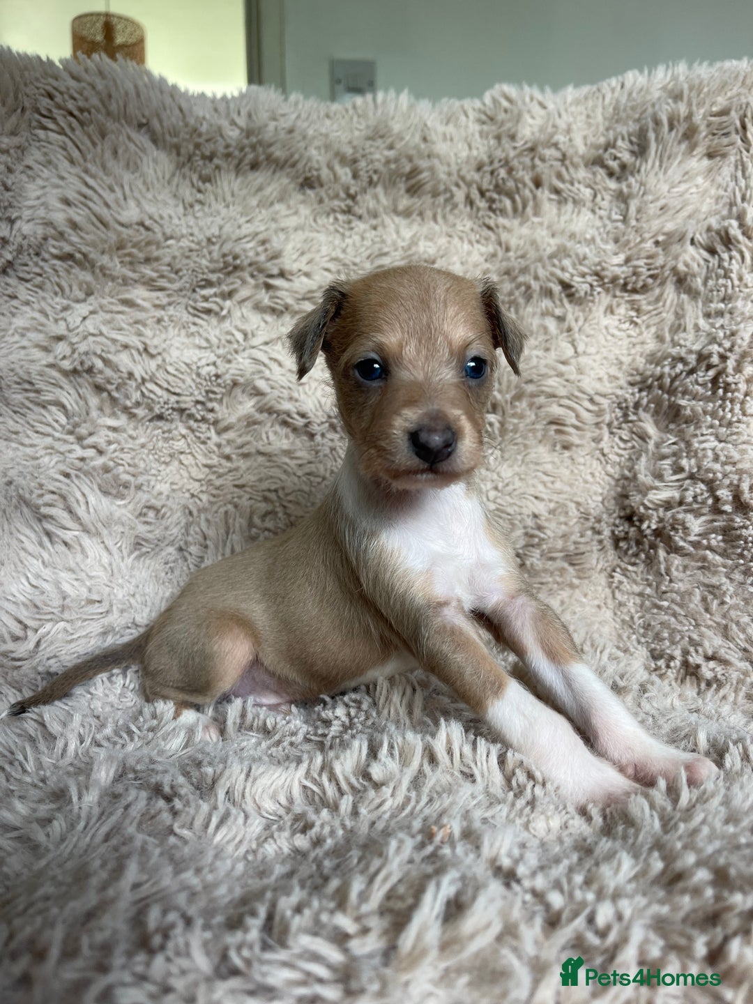 Mixed Breed dogs for sale: 3/4 Italian greyhound puppies  - Image 29
