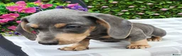 Miniature Dachshund dogs for sale: 🌈 BEAUTIFUL “RAINBOW” DACHSHUND LITTER 🌈 - Advert 22