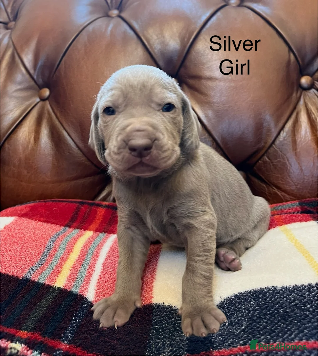 Mixed Breed dogs for sale: 1/9 F2 Weimador / Labmaraner  - Advert 13