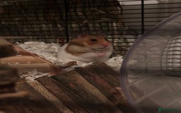 Hamster rodents for sale: Female Syrian Hamster - Image 1