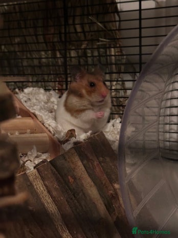 Hamster rodents - Advert 1