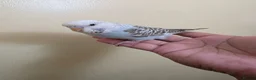 Budgerigars birds for sale: Hand tamed baby budgies for sale  - Advert 13