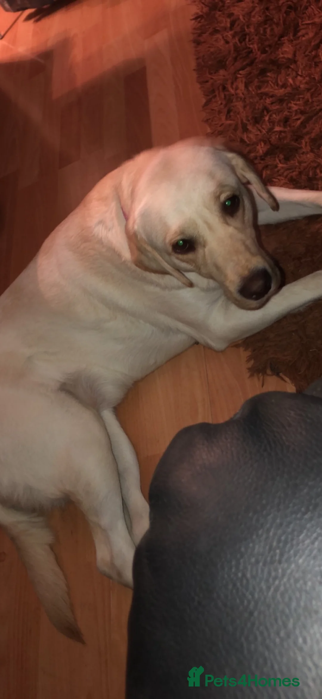 Labradoodle dogs for sale: Gorgeous female Labradoodles.  in Doncaster - Advert 18