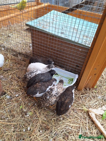 Quail poultry - Advert 17