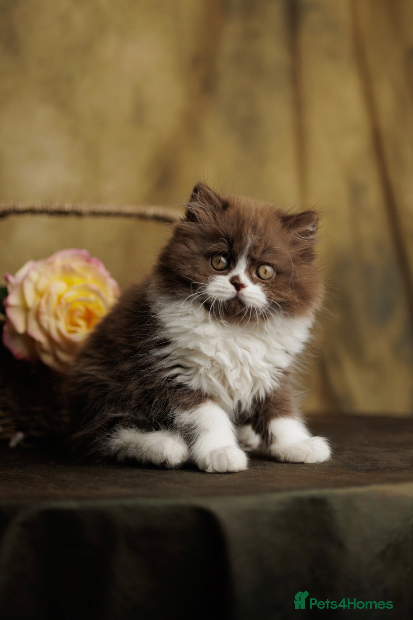 British Shorthair cats Choco Lilac Red Bicolour British Short Long-haird - Advert 1