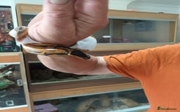 Python Snake reptiles for sale: Ball Python and vivarium - Image 6